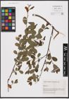 Foto von Salix aurita L.